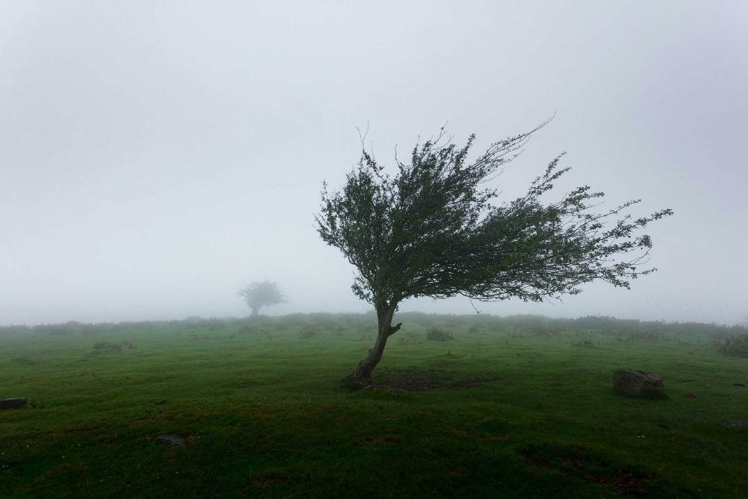 Windblown tree in foggy field landscape.